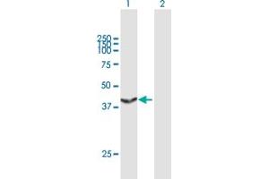 Western Blot analysis of TALDO1 expression in transfected 293T cell line by TALDO1 MaxPab polyclonal antibody.