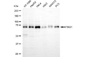 anti-Protein Inhibitor of Activated STAT, 1 (PIAS1) antibody