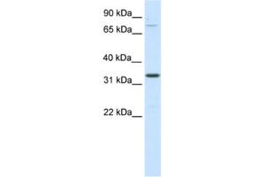 Western Blotting (WB) image for anti-Double Homeobox B-Like 1 (DUXBL1) antibody (ABIN2461558) (DUXBL1 抗体)