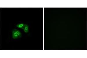 Immunofluorescence (IF) image for anti-Vomeronasal 1 Receptor 5 (VN1R5) (AA 44-93) antibody (ABIN2891105) (VN1R5 抗体  (AA 44-93))