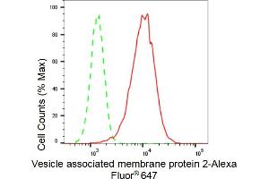 Flow cytometric analysis of Vesicle associated membrane protein 2 expression in HepG2 cells using Vesicle associated membrane protein 2 antibody (ABIN7800830), 1:2,000). (Recombinant VAMP2 抗体)