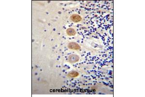 G Antibody (Center) (ABIN656514 and ABIN2845785) immunohistochemistry analysis in formalin fixed and paraffin embedded human cerebellum tissue followed by peroxidase conjugation of the secondary antibody and DAB staining. (GP111 抗体  (AA 366-393))