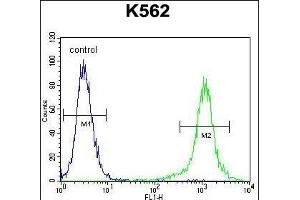 HBB Antibody (C-term)  flow cytometric analysis of K562 cells (right histogram) compared to a negative control cell (left histogram). (Hemoglobin Subunit beta 抗体  (C-Term))