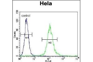 CYC1 Antibody (C-term) (ABIN655608 and ABIN2845091) flow cytometric analysis of Hela cells (right histogram) compared to a negative control cell (left histogram). (Cytochrome C1 抗体  (C-Term))