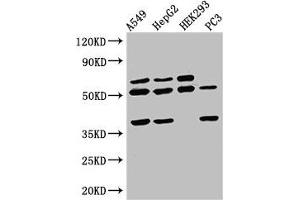 Western Blot Positive WB detected in: A549 whole cell lysate, HepG2 whole cell lysate, HEK293 whole cell lysate, PC-3 whole cell lysate All lanes: TAF1A antibody at 2. (TAF1A 抗体  (AA 251-325))
