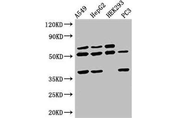 TAF1A antibody  (AA 251-325)