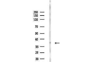 Western blot analysis of lysates from HepG2 cells, using OR6 Antibody at 1/1000 dilution.