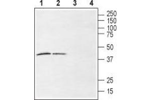 Western blot analysis of rat (lanes 1 and 3) and mouse (lanes 2 and 4) brain membranes: - 1,2. (LPAR6 抗体  (Extracellular))