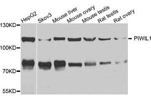 Western blot analysis of extracts of various cell lines, using MIWI antibody. (PIWIL1 抗体)
