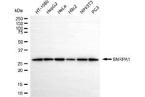 Western blotting analysis using SNRPA1 antibody (ABIN7800379).