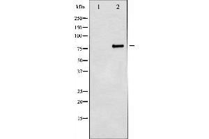 Western blot analysis of Myb expression in 293 whole cell lysates,The lane on the left is treated with the antigen-specific peptide. (MYB 抗体  (C-Term))