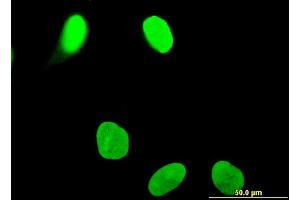 Immunofluorescence (IF) image for anti-OTU Domain Containing 7B (OTUD7B) (AA 759-858) antibody (ABIN528035)