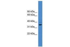 WB Suggested Anti-CCNH  Antibody Titration: 0. (Cyclin H 抗体  (N-Term))