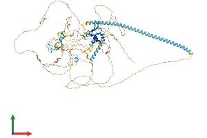 AlphaFold protein structure predicition of Human Recombinant CHAF1A Protein, UniprotID Q13111 (CHAF1A Protein (AA 1-956) (His tag))