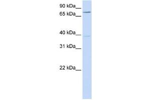 Western Blotting (WB) image for anti-Chromosome 17 Open Reading Frame 80 (C17orf80) antibody (ABIN2459101) (HLC8 抗体)