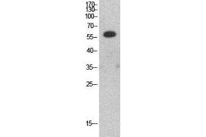 Western Blot (WB) analysis of HepG2 cells using HDAC1 Polyclonal Antibody. (HDAC1 抗体  (Internal Region))