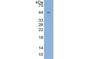 Rabbit Detection antibody from the kit in WB with Positive Control: Sample Lane1: Human Liver Tissue Lane2: Human Lung Tissue Lane3: Human K562 Cells Lane4: Mouse Lung Tissue. (beta Actin ELISA 试剂盒)