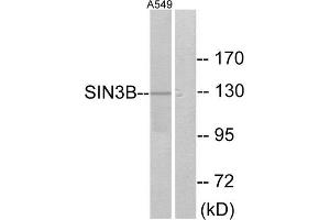 Western Blotting (WB) image for anti-SIN3 Transcription Regulator Homolog B (SIN3B) (Internal Region) antibody (ABIN1849018) (SIN3B 抗体  (Internal Region))