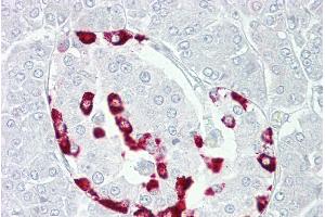 Immunohistochemistry with Pancreas tissue at an antibody concentration of 5µg/ml using anti-SSTR1 antibody (ARP59559_P050) (SSTR1 抗体  (C-Term))