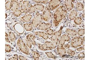 Immunoperoxidase of purified MaxPab antibody to TSNAXIP1 on formalin-fixed paraffin-embedded human stomach. (Tsnaxip1 抗体  (AA 1-366))