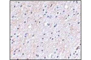 Immunohistochemical staining of human brain tissue using AP30596PU-N at 2. (NIPSNAP1 抗体  (C-Term))