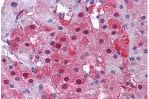 Human Adrenal: Formalin-Fixed, Paraffin-Embedded (FFPE) (IDH1 抗体  (C-Term))