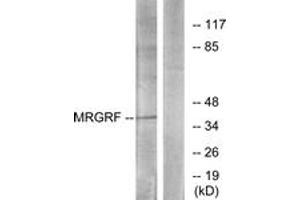 Western blot analysis of extracts from HuvEc cells, using MRGRF Antibody.