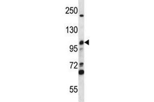 MCM4 antibody western blot analysis in CEM lysate. (MCM4 抗体  (AA 637-665))