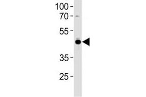 AP2 antibody western blot analysis in U251 lysate.