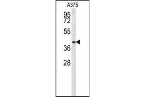 Western blot analysis in A375 cell line lysates (35 ug/lane) using SLC35B2 Antibody (C-term) Cat. (SLC35B2 抗体  (C-Term))