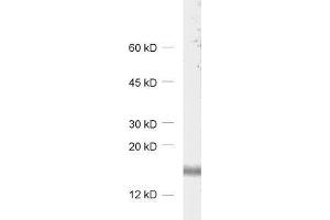 dilution: 1 : 1000, sample: rat brain homogenate (RNF24 抗体)