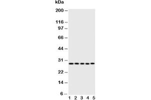 Western blot testing of Caspase-14 antibody;  Lane 1: rat brain;  2: rat liver;  3: rat spleen;  4: human A431;  5: mouse NIH3T3 (CASP14 抗体  (AA 223-242))