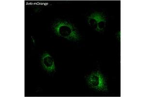 Immunofluorescence (IF) image for anti-mOrange Fluorescent Protein antibody (ABIN7273075) (mOrange Fluorescent Protein 抗体)
