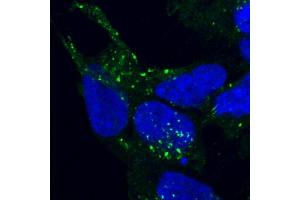 ABIN185182 staining of PFA-fixed and saponin permeabilized HEK293 and detected with FITC in confocal microscopy. (VPS35 抗体  (C-Term))