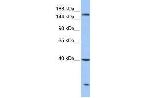 WB Suggested Anti-CPD Antibody Titration: 0. (CPD 抗体  (N-Term))