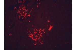 Immunohistochemistry (IHC) image for anti-Heat Shock Protein 90 (HSP90) antibody (Atto 488) (ABIN2481343)