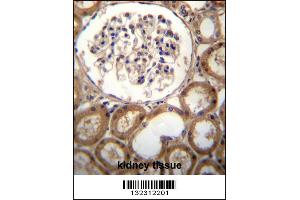 CLEC18A Antibody immunohistochemistry analysis in formalin fixed and paraffin embedded human kidney tissue followed by peroxidase conjugation of the secondary antibody and DAB staining.