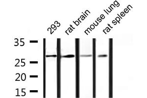 Western blot analysis of extracts from 293, rat brain, mouse lung, rat spleen, using 14-3-3 γ Antibody. (14-3-3 gamma 抗体  (Internal Region))