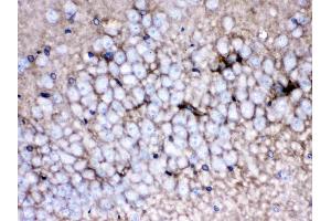 Immunohistochemistry (IHC) image for anti-Solute Carrier Family 1 (Glial High Affinity Glutamate Transporter), Member 3 (SLC1A3) (AA 14-42), (N-Term) antibody (ABIN4886724)