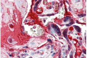 Anti-CCNE1 / Cyclin E1 antibody IHC of human placenta. (Cyclin E1 抗体  (C-Term))
