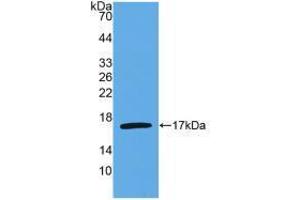 Western blot analysis of recombinant Human IL4. (IL-4 抗体  (AA 25-153))