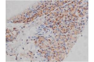 ABIN6267314 at 1/200 staining Human pancreas tissue sections by IHC-P. (FYN 抗体  (pTyr530))
