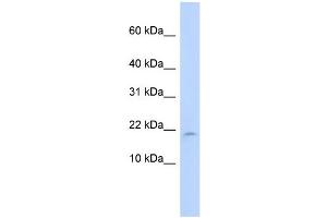 WB Suggested Anti-LAIR2 Antibody Titration:  0. (LAIR2 抗体  (N-Term))