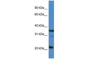 WB Suggested Anti-SFRS2 AntibodyTitration: 1. (SRSF2 抗体  (C-Term))