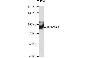 Western blot analysis of extracts of THP-1 cells, using SH3KBP1 antibody (ABIN6291670) at 1:1000 dilution. (SH3KBP1 抗体)