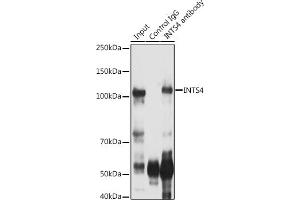 Immunoprecipitation analysis of 300 μg extracts of Jurkat cells using 3 μg INTS4 antibody . (INTS4 抗体  (AA 1-270))