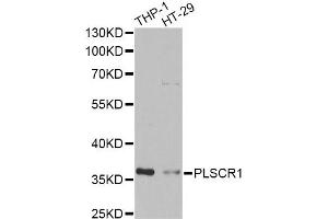 Western blot analysis of extracts of various cell lines, using PLSCR1 antibody (ABIN2564590) at 1:1000 dilution. (PLSCR1 抗体)