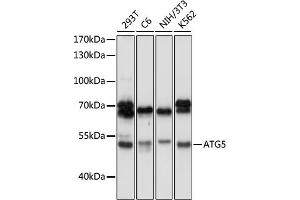 Western blot analysis of extracts of various cell lines, using  antibody (ABIN6131192, ABIN6137264, ABIN6137265 and ABIN6215207) at 1:1000 dilution. (ATG5 抗体  (AA 28-275))