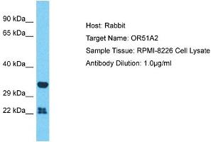 Western Blotting (WB) image for anti-Olfactory Receptor, Family 51, Subfamily A, Member 2 (OR51A2) (N-Term) antibody (ABIN2791824)