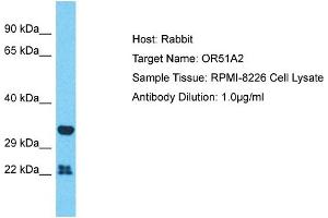 Host: Rabbit Target Name: OR51A2 Sample Type: RPMI-8226 Whole Cell lysates Antibody Dilution: 1. (OR51A2 抗体  (N-Term))